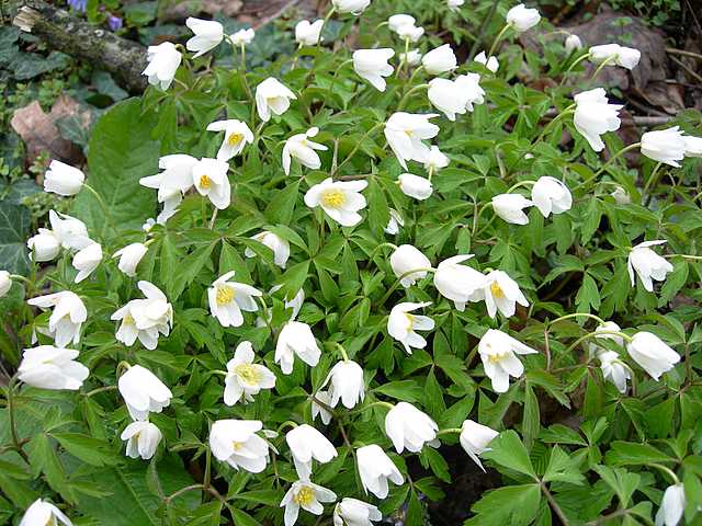 La Flora primaverile nell''areale basilese